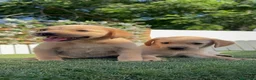 Labrador Retriever perros en venta: LABRADOR RETRIEVER  - Anuncio 13