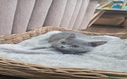 Británico de Pelo Corto Azul gatos en venta: Brithis machos Blue  - Imagen 2