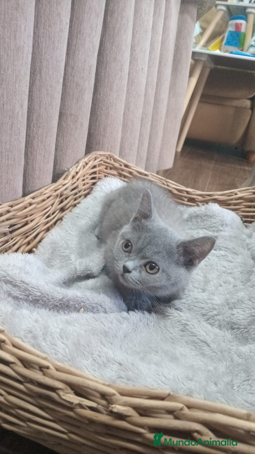 Británico de Pelo Corto Azul gatos en venta: Brithis machos Blue  - Imagen 2