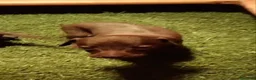 Pequeño Lebrel Italiano perros en venta: 2 Machitos de Galgo enano italiano - Anuncio 3