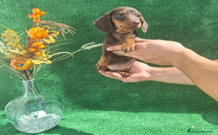 Teckel Miniatura perros - Anuncio 3