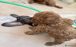 Caniche Toy perros en venta: Excelente camada de caniche rojo toy.  - Imagen 11
