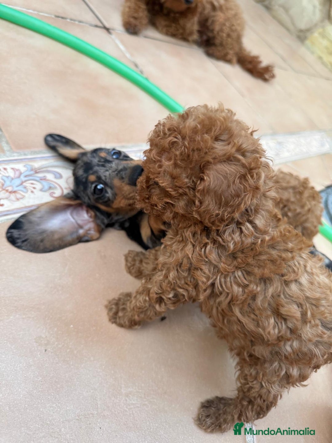 Caniche Toy perros en venta: Excelente camada de caniche rojo toy.  - Imagen 11