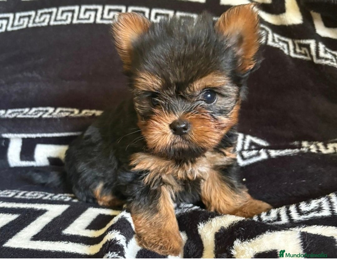 Yorkshire Terrier perros en venta: Yorkshire  - Imagen 1