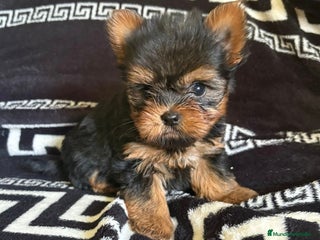 Yorkshire Terrier perros - Anuncio 8