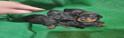 Teckel perros en venta: Teckel - Anuncio 3