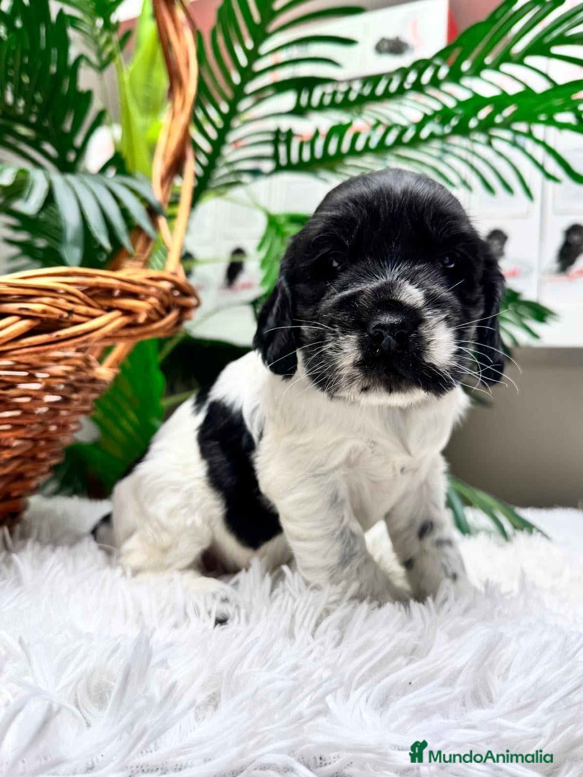 Cocker Spaniel Inglés perros COCKER SPANIEL INGLES - Anuncio 2