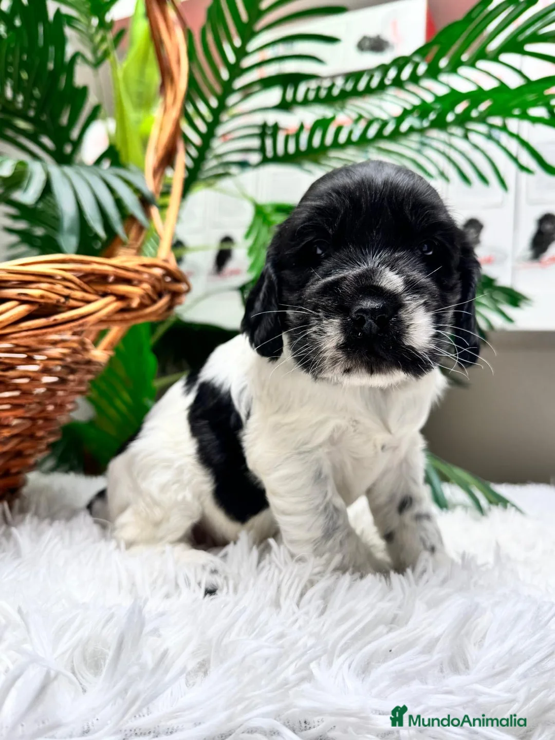 Cocker Spaniel Inglés perros en venta: COCKER SPANIEL INGLES - Anuncio 2