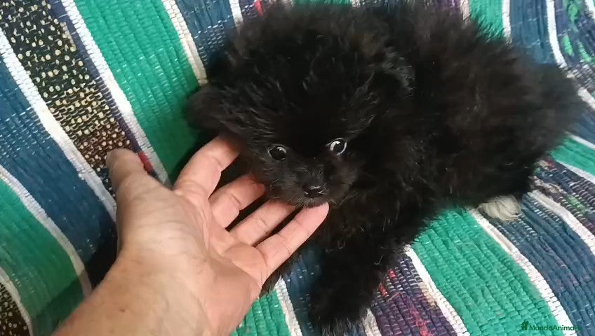 Pomerania perros PRECIOSA HEMBRITA POMERANIA  - Anuncio 2