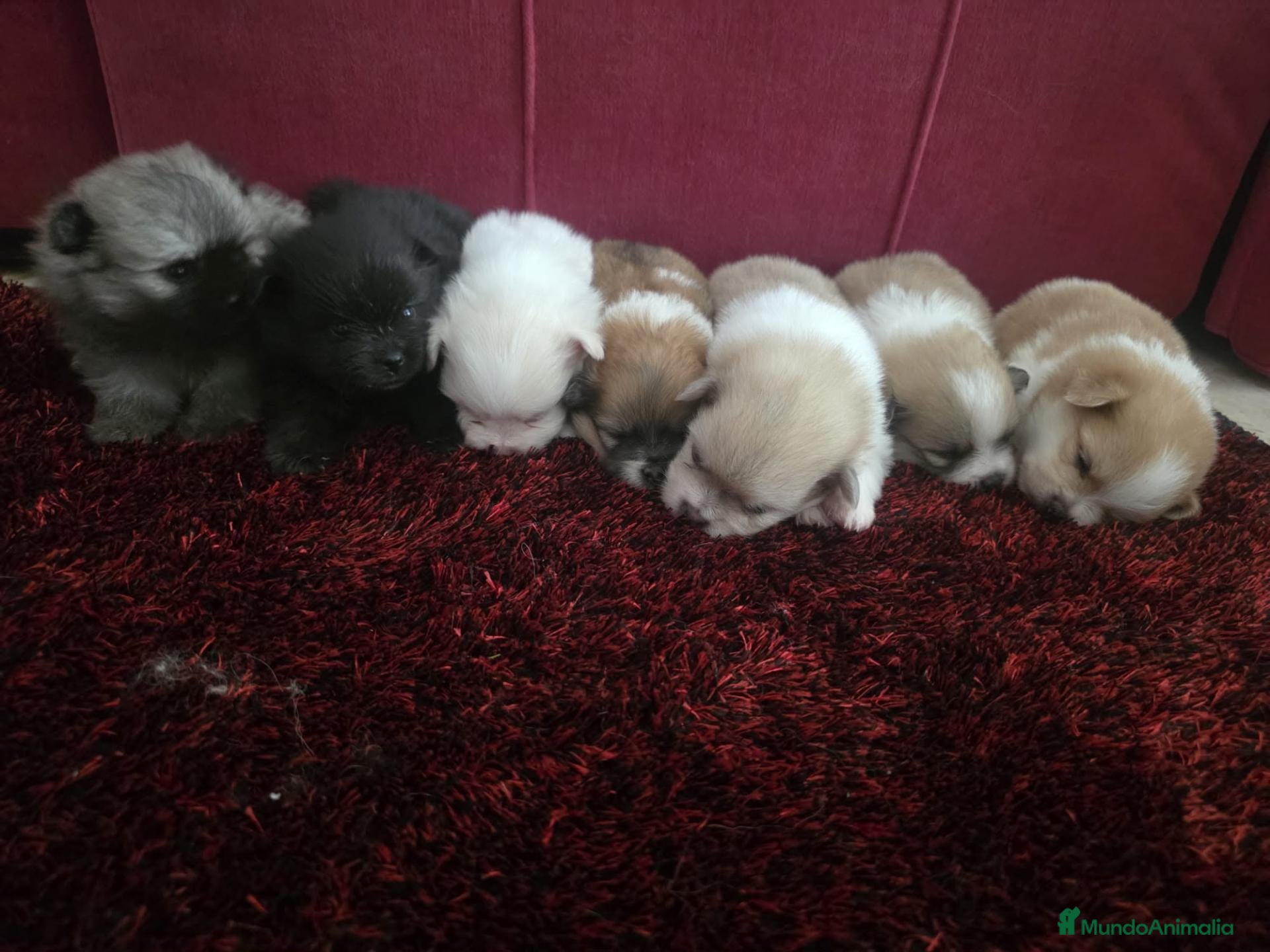 Pomerania perros Pomerania - Anuncio 1