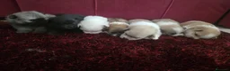 Pomerania perros en venta: Pomerania - Anuncio 1