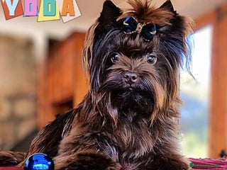 Yorkshire Terrier perros - Anuncio 11