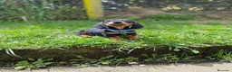 Teckel Miniatura perros en venta: teckel España  - Anuncio 2
