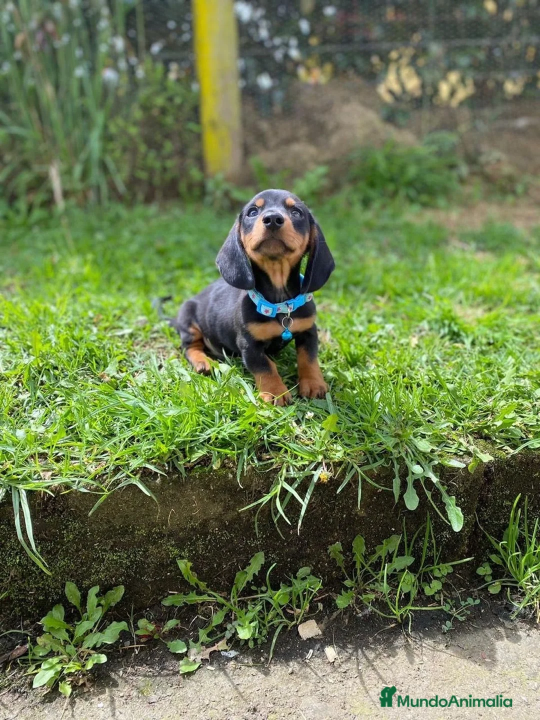 Teckel Miniatura perros en venta: teckel España  - Anuncio 2