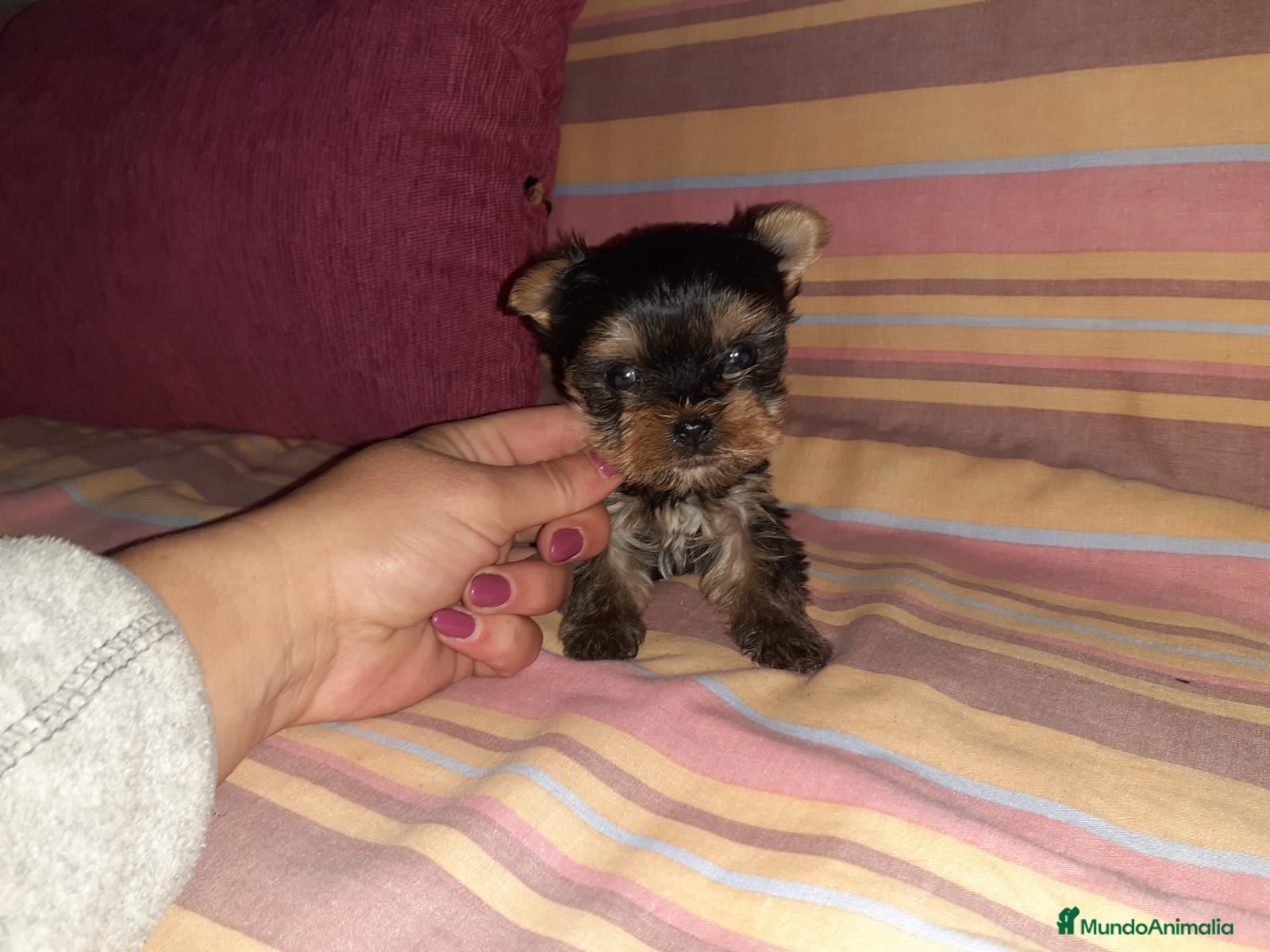 Yorkshire Terrier perros Yorkshire miniaturas en Badajoz - Anuncio 14