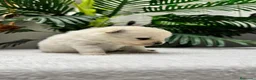 Pomerania perros en venta: POMERANIA - Anuncio 9