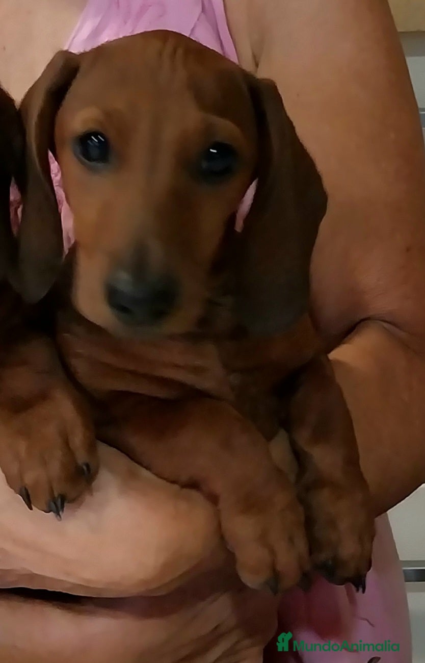 Teckel Miniatura perros en venta: TECKEL MINIATURA PELO CORTO - Anuncio 1