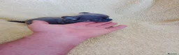 Chihuahua perros en venta: PRECIOSOS CHIHUAHUA PATITAS  CORTA LINEA TOY  - Anuncio 1