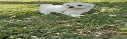 Bichón Maltés perros en venta: Bichon maltés disponible fotos actuales  - Anuncio 4