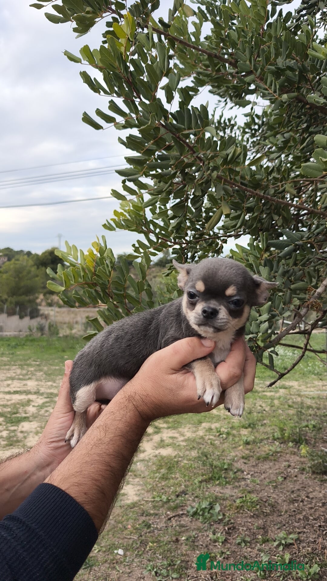 Chihuahua perros en venta: Chihuahua blue 🍎 Macho - Anuncio 4