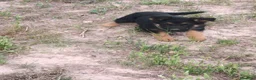 Pastor Alemán perros en venta: Cachorras pastor alemán  - Anuncio 4