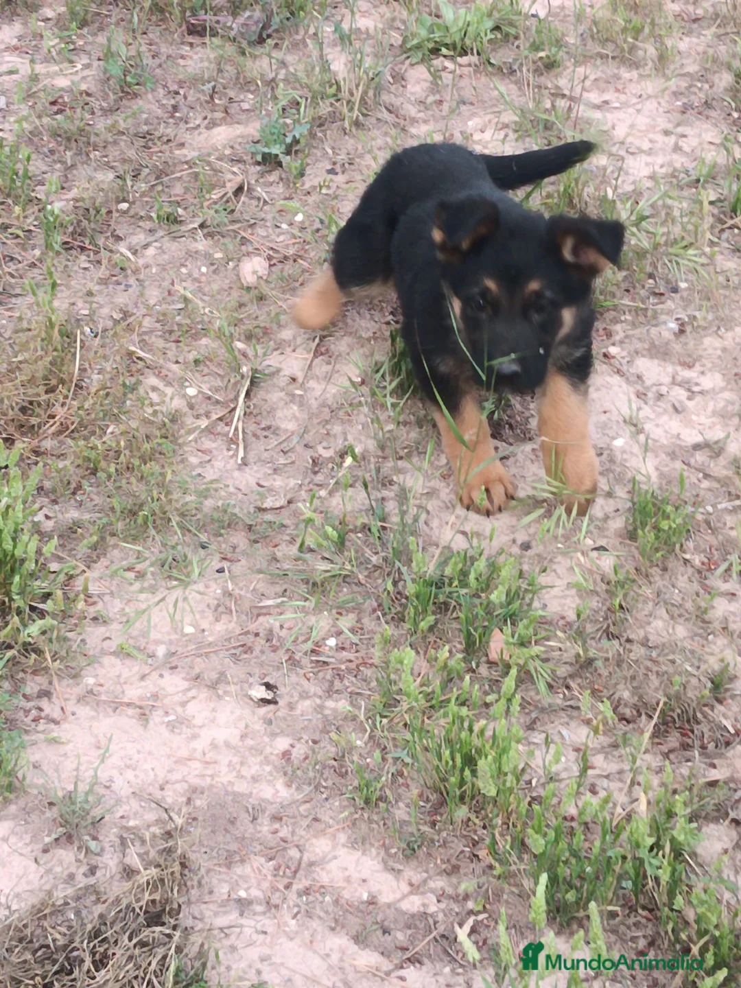 Pastor Alemán perros en venta: Cachorras pastor alemán  - Anuncio 4