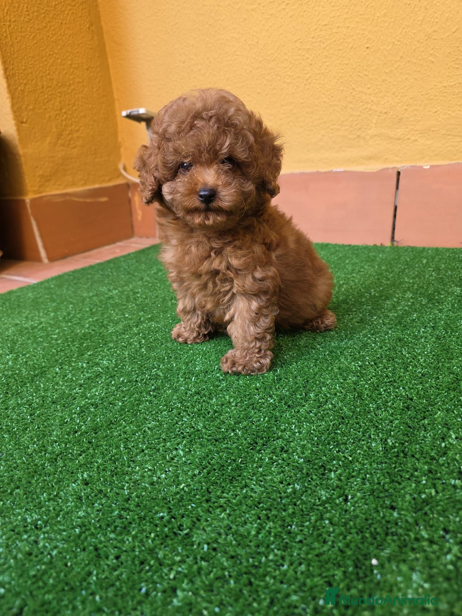 Caniche Toy perros CANICHE TOY - Anuncio 1