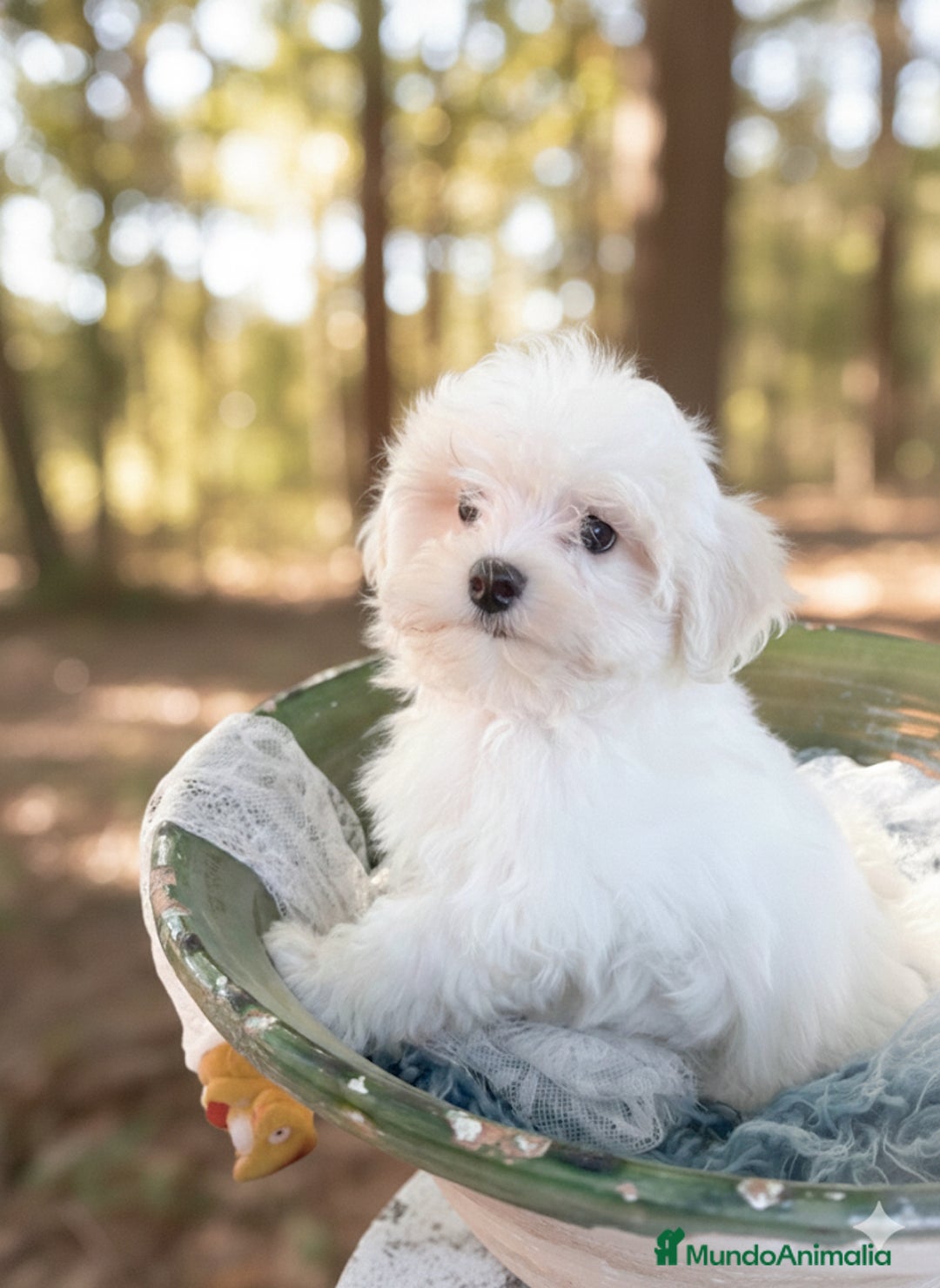 Bichón Maltés perros en venta: Precioso Cachorro de Bichon Maltes - Anuncio 1