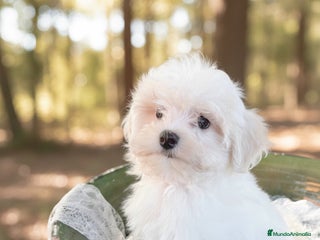 Bichón Maltés perros Precioso Cachorro de Bichon Maltes - Anuncio 1