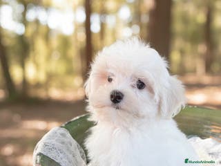 Bichón Maltés perros Precioso Cachorro de Bichon Maltes - Anuncio 4