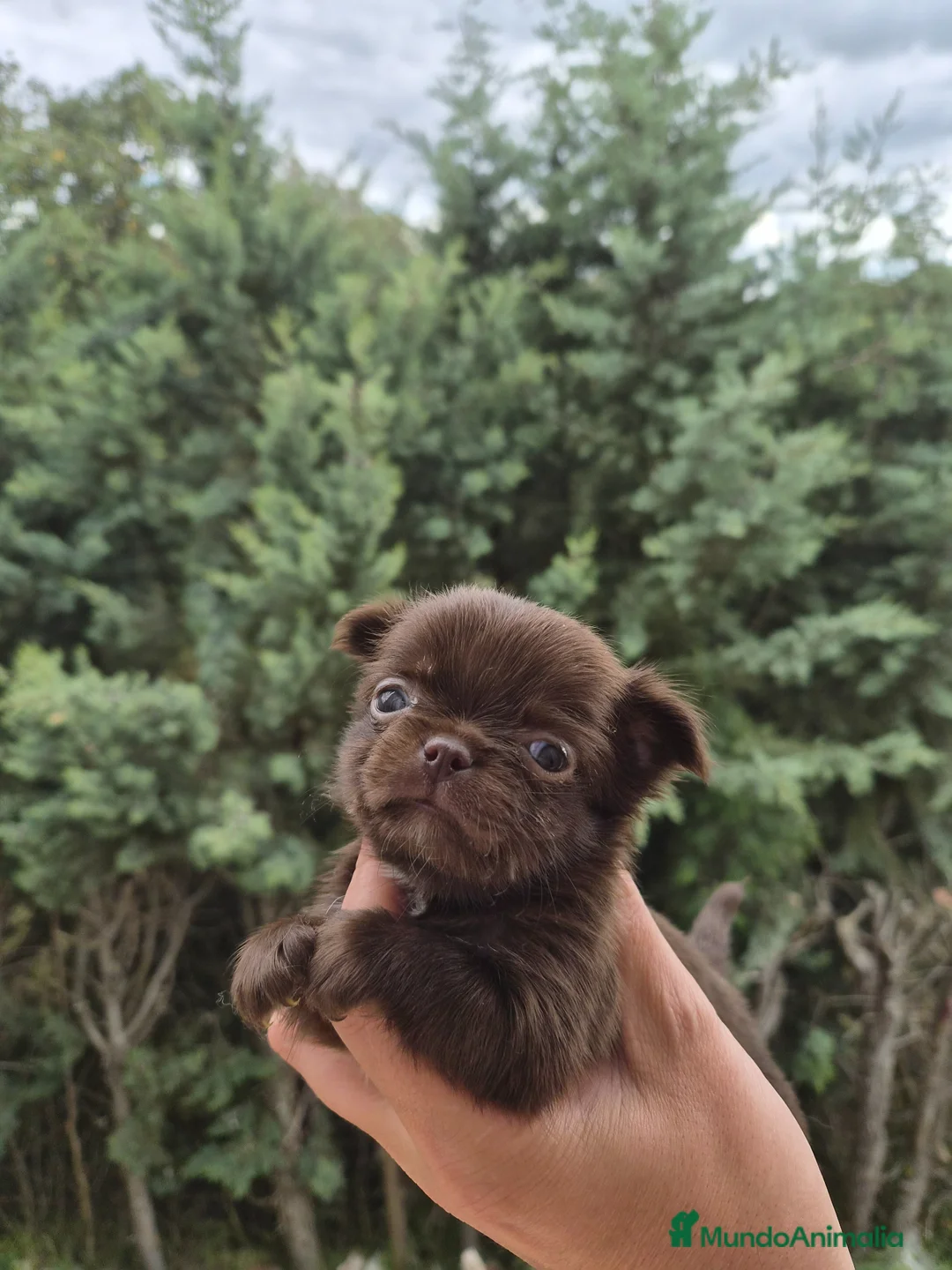 Chihuahua perros en venta: Machito chocolate de pelo largo - Anuncio 1