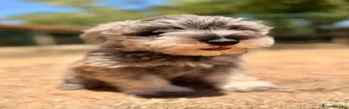 Schnauzer Miniatura 1