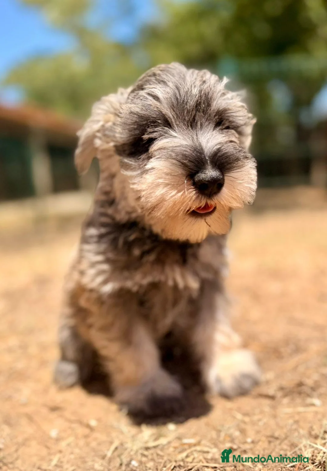 Schnauzer Miniatura perros en venta: SCHNAUZER MINIATURA SAL Y PIMIENTA  - Anuncio 2