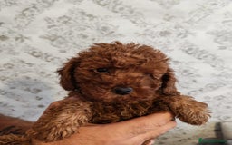 Caniche Toy perros en venta: Hembra y macho caniche  - Imagen 2