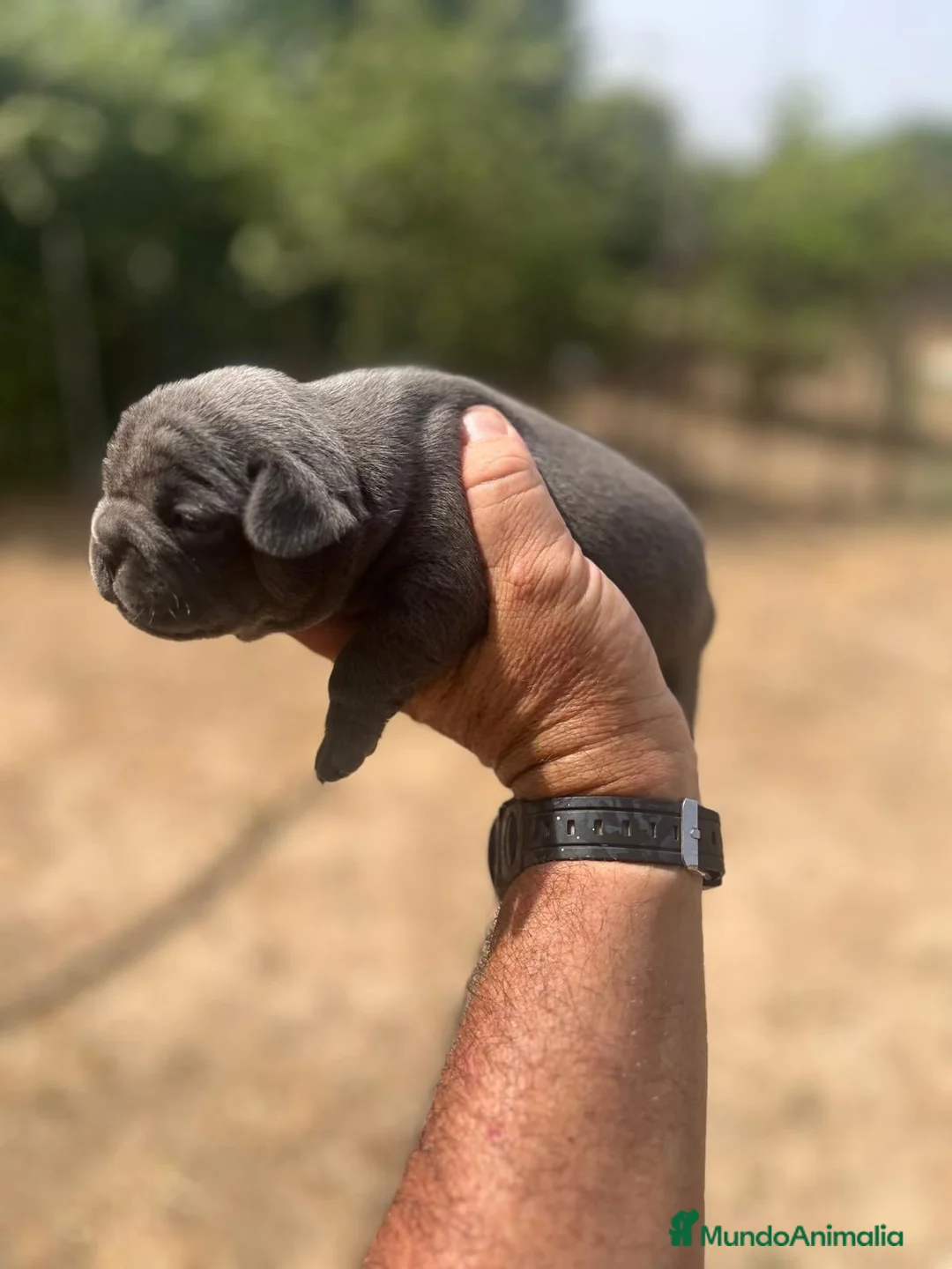 Bulldog Francés perros en venta: Bulldog frances blue - Anuncio 6