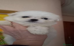 Bichón Maltés perros en venta: BICHÓN MALTES MINI - Imagen 3