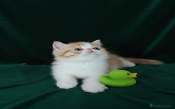 Exótico de Pelo Corto gatos en venta: 🐯 EXOTIC SHORTHAIR RED TABBY & WHITE - Imagen 15