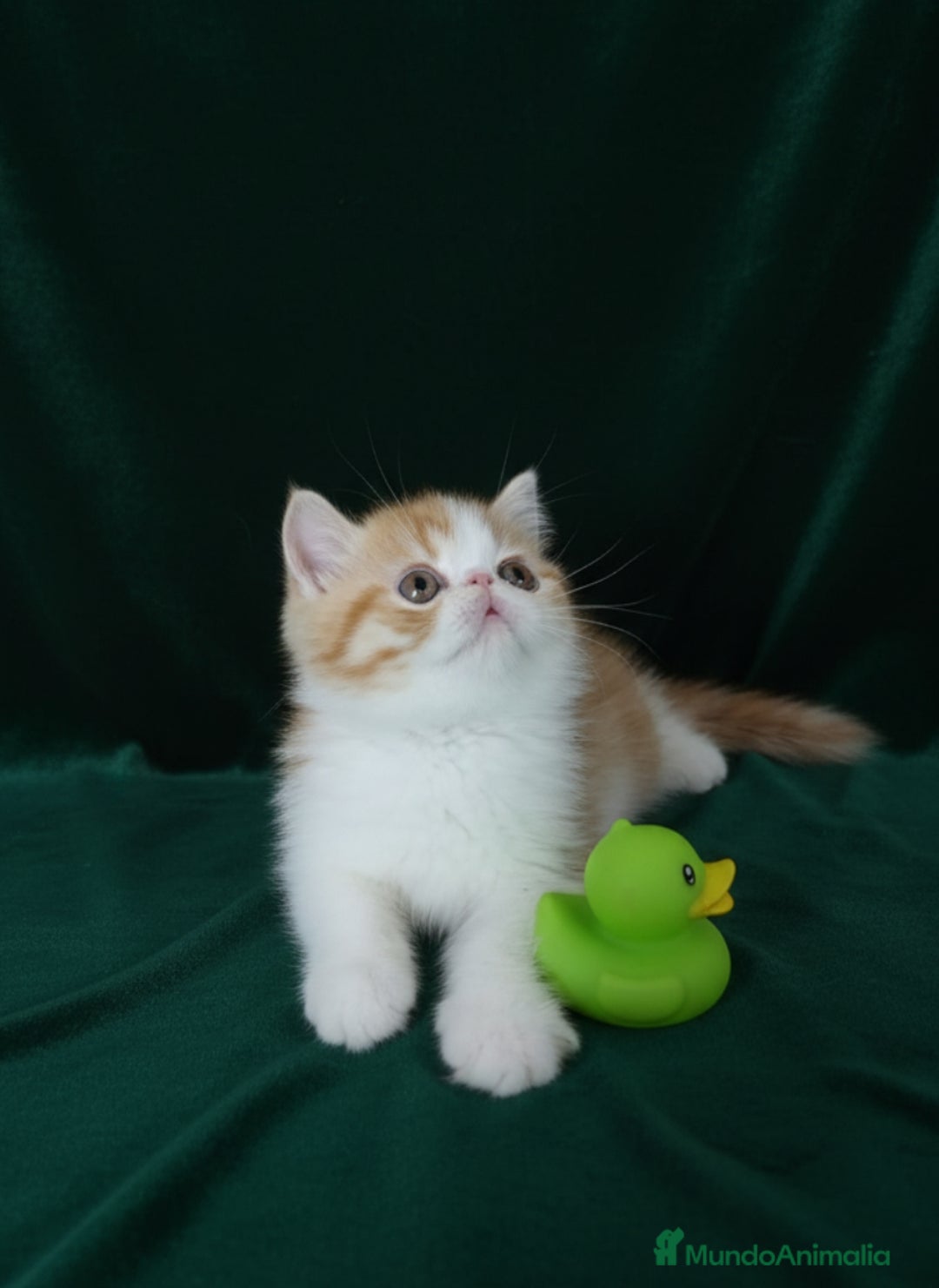 Exótico de Pelo Corto gatos en venta: 🐯 EXOTIC SHORTHAIR RED TABBY & WHITE - Imagen 15