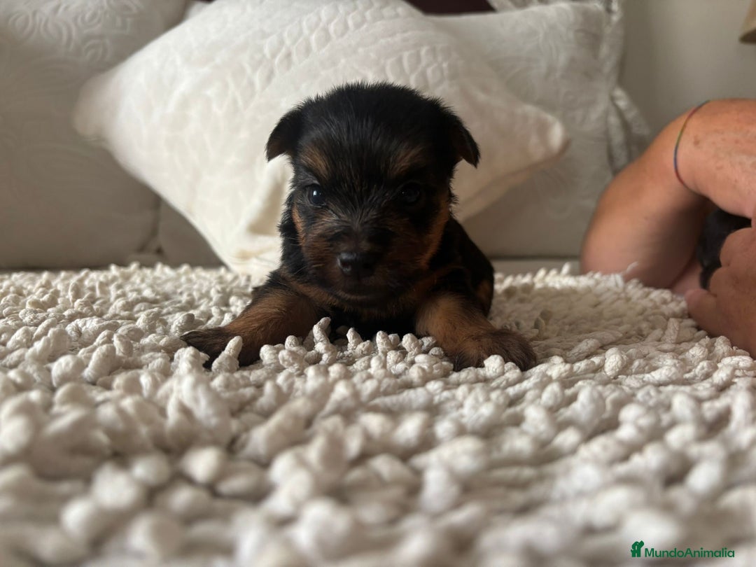 Yorkshire Terrier perros en venta: Yorkshire toy  - Imagen 4