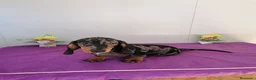 Teckel perros en venta: Preciosos teckel muy cariñosos  - Anuncio 2