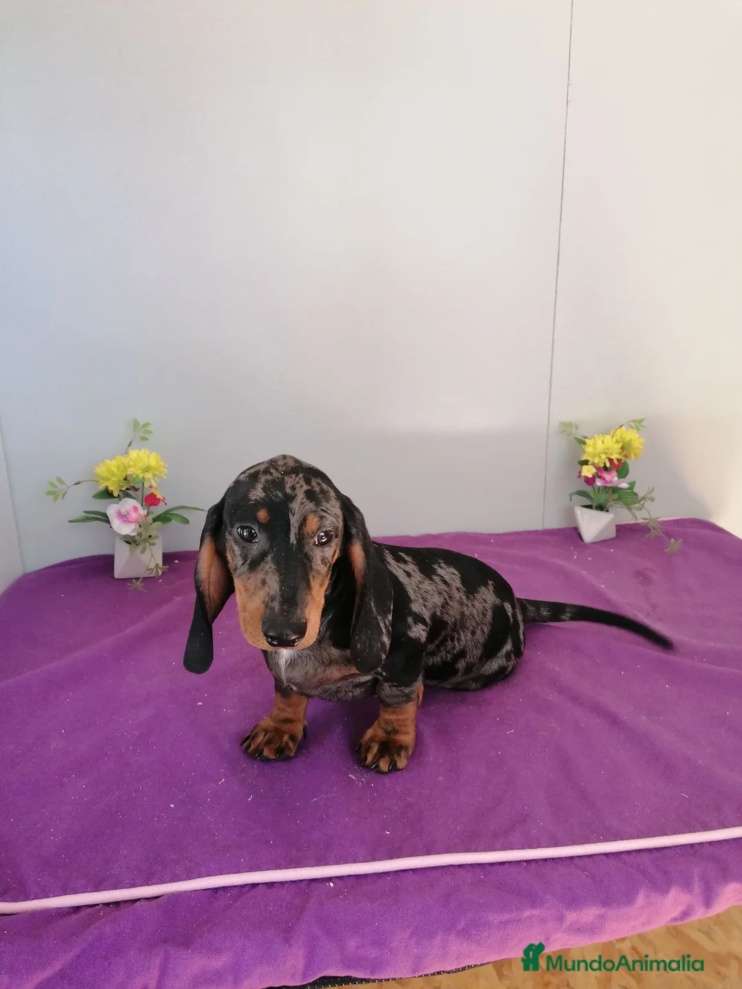 Teckel perros en venta: Preciosos teckel muy cariñosos  - Anuncio 2