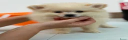 Pomerania perros en venta: Pomerania hembra🐻⭐️ en Alicante - Anuncio 2