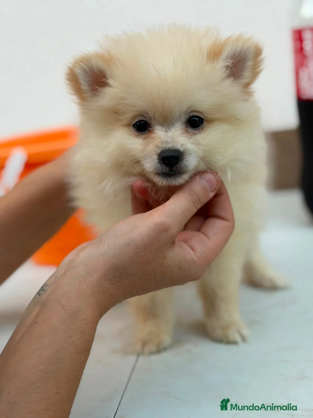 Pomerania perros en venta: Pomerania hembra🐻⭐️ en Alicante - Anuncio 2