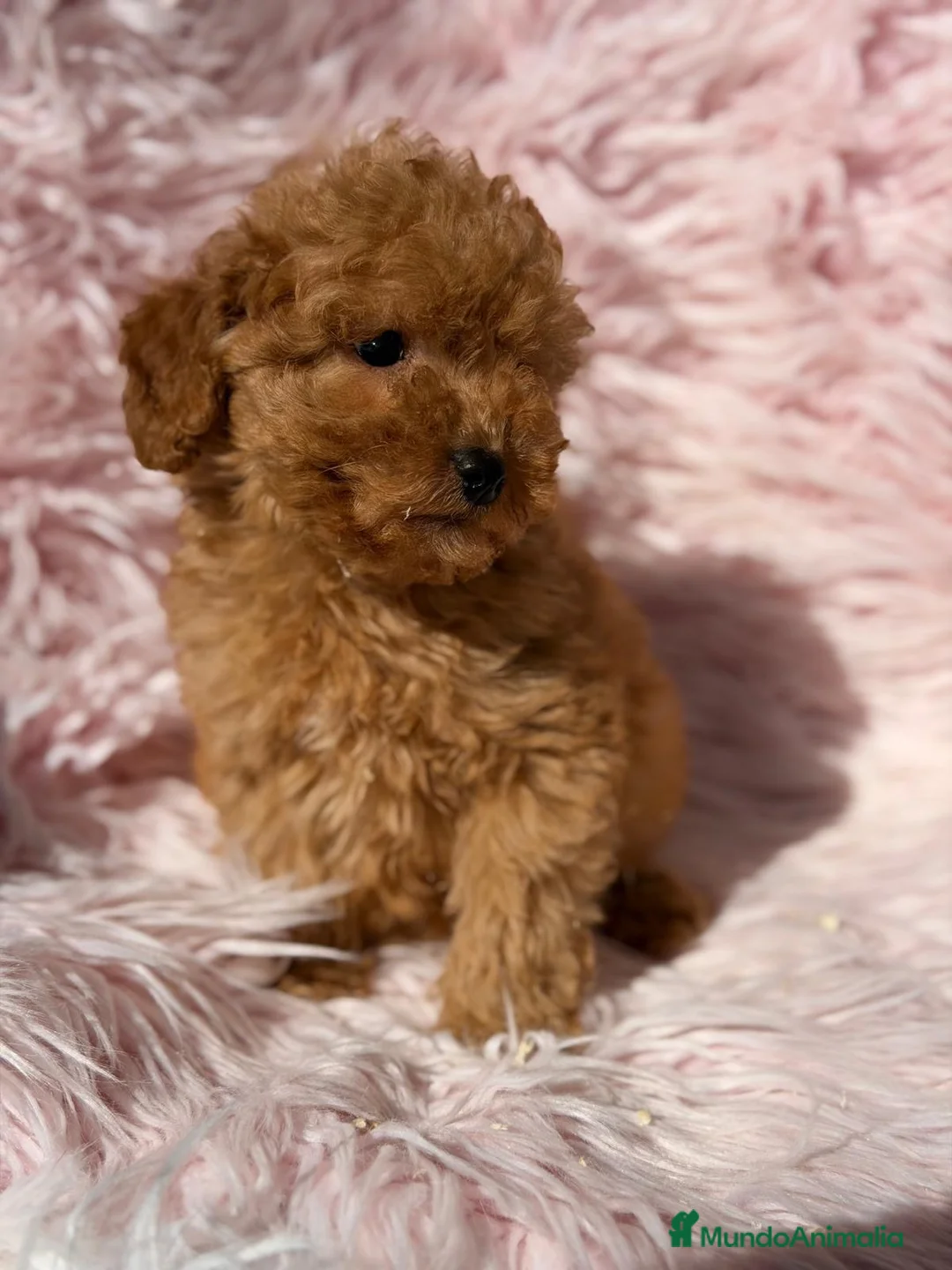Maltipoo perros en venta: Hembra maltipoo roja - Anuncio 4