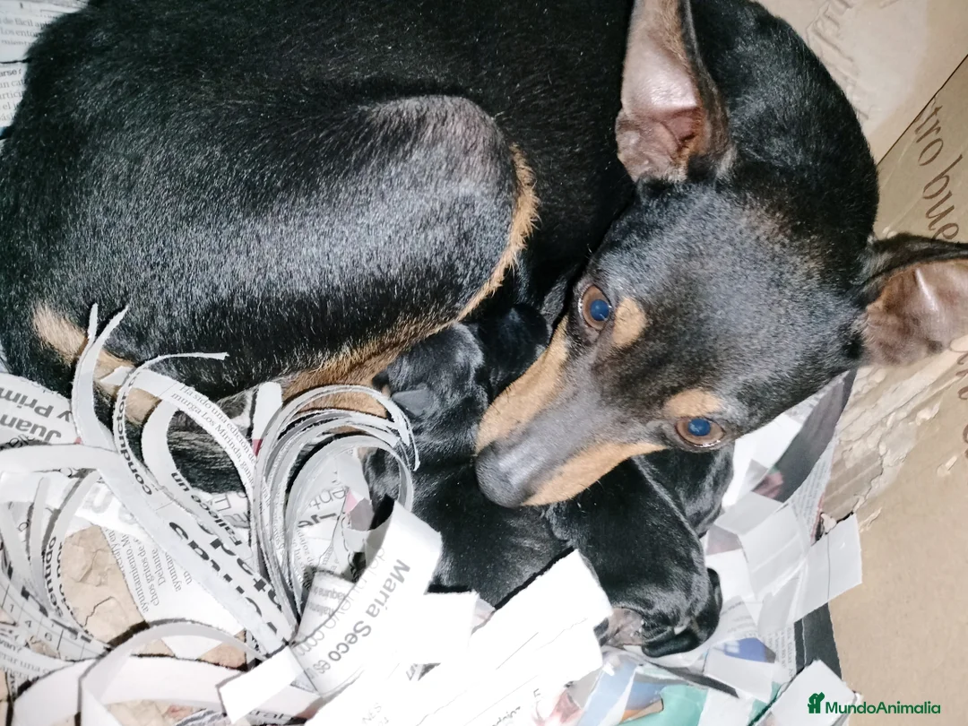 Pinscher Miniatura perros en venta: Mini pinscher  blue en Badajoz - Anuncio 2