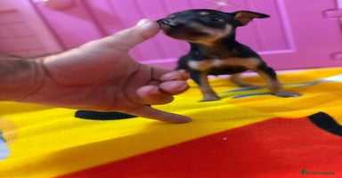 Ratón de Praga perros - Anuncio 9