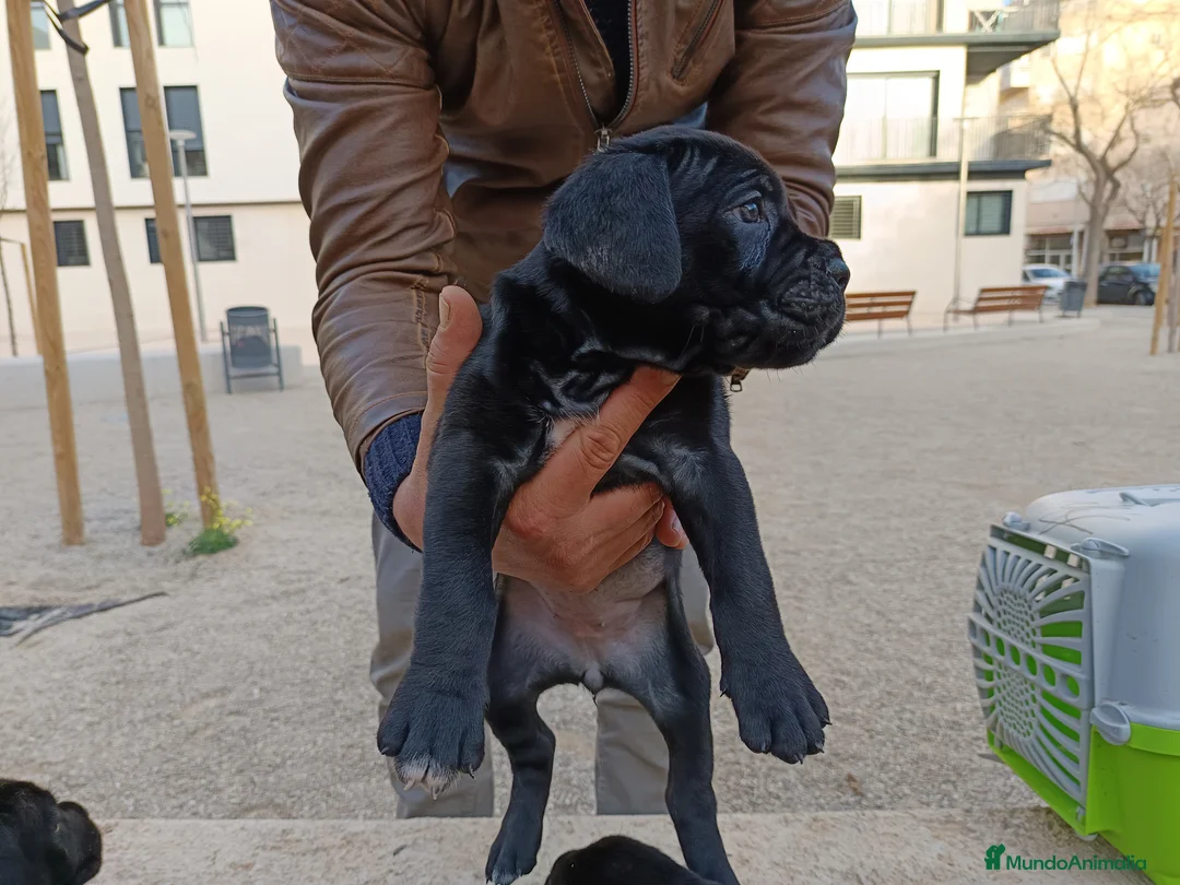 Imagen de galería {{count}}