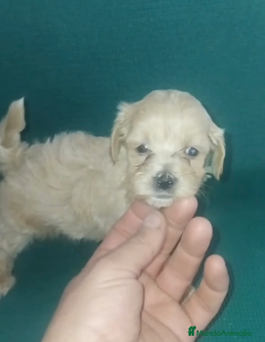 Maltipoo perros en venta: Machitos maltipoo mini toys - Anuncio 1