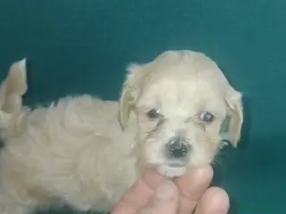 Maltipoo perros Machitos maltipoo mini toys - Anuncio 1