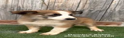 Border Collie perros en venta: Border Collie - Anuncio 25